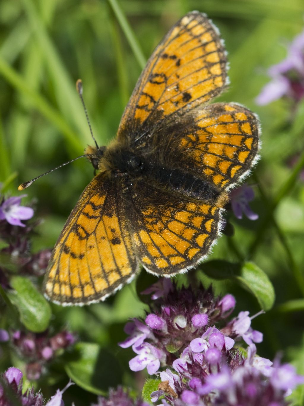 Melitaea varia? S